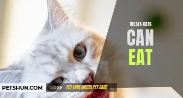 The Top 10 Safe and Delicious Treats for Cats: What to Feed your Feline Friend