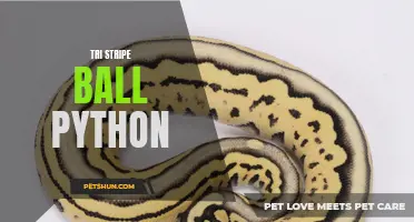 The Tri Stripe Ball Python: A Stunning Pattern Variation