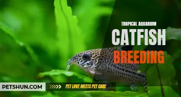 Breeding Tropical Aquarium Catfish: A Guide to Successful Reproduction