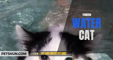 The Enchanting Turkish Water Cat: A Fascinating Feline Breed With Aquatic Abilities