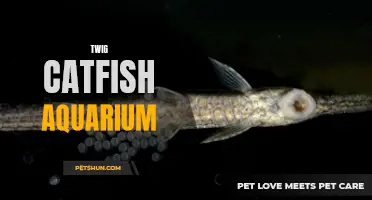 The Ultimate Guide to Setting up a Twig Catfish Aquarium for Beginners