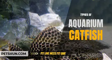 Different Types of Aquarium Catfish: A Comprehensive Guide