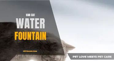 How the UAH Cat Water Fountain Keeps Your Feline Friend Hydrated