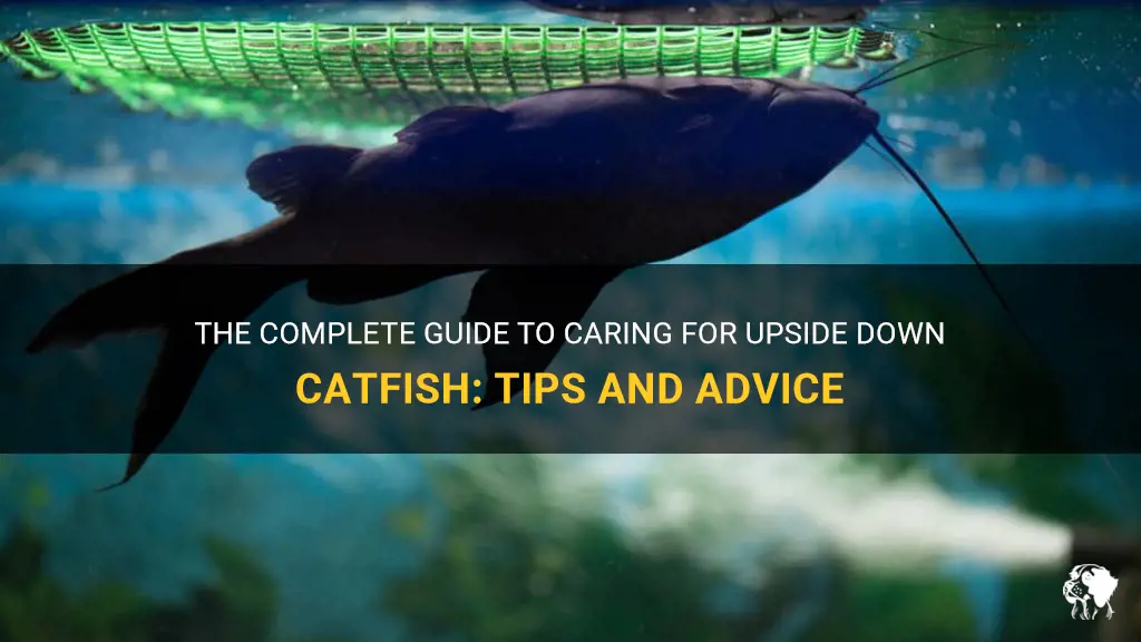 upside down catfish care