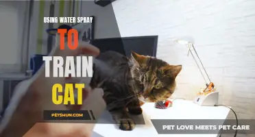 The Power of Water Spray: A Gentle Approach to Training Your Cat