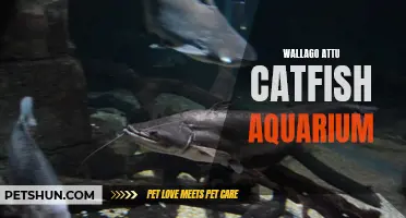 The Fascinating World of Wallago Attu Catfish Aquariums: A Complete Guide
