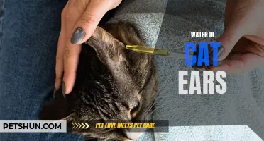 The Importance of Proper Care for Cat Ears: How to Prevent Water from Getting Trapped