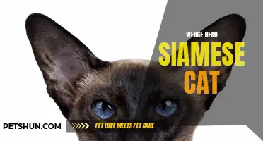 Exploring the Unique Features of the Wedge Head Siamese Cat
