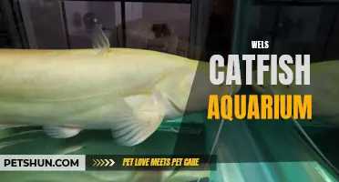 The Ultimate Guide to Keeping Wels Catfish in Your Aquarium