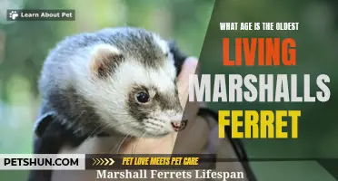 The Record-Breaking Age of the Oldest Living Marshall's Ferret Revealed
