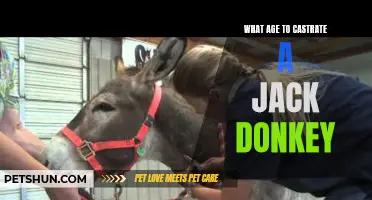 When is the Right Time to Castrate a Jack Donkey?