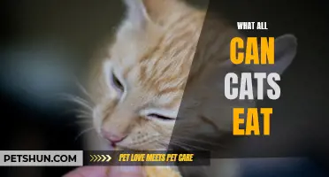Feeding Furbabies: A Guide to What All Cats Can Eat