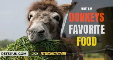 Donkeys' Delight: Exploring the Favorite Foods of these Gentle Giants