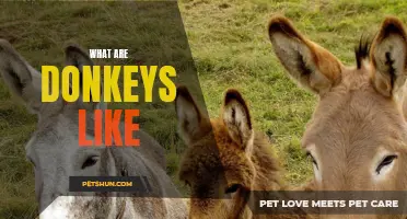 Getting to Know: What Are Donkeys Like?