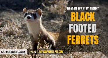 Laws Safeguarding the Endangered Black-Footed Ferrets: A Comprehensive Overview