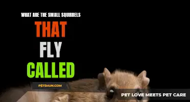 The Fascinating Creatures: Small Squirrels That Can Fly