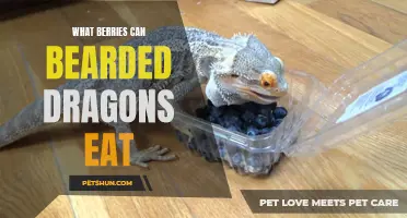 What Berries Can Bearded Dragons Eat? A Comprehensive Guide to Safe and Nutritious Options
