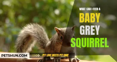 Feeding and Nutritional Tips for Baby Grey Squirrels