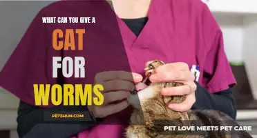 What Can You Give a Cat for Worms? Exploring Treatment Options