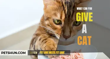 What Can You Give a Cat? A Guide to Feline-Friendly Treats and Gifts
