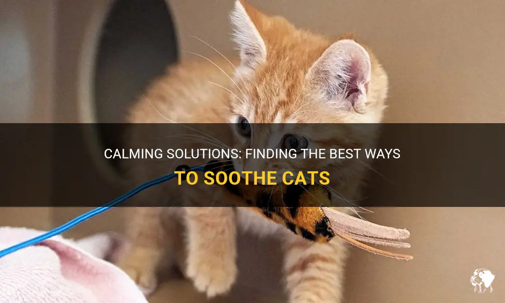 what can you give cats to calm them down