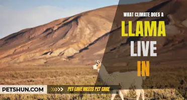 Understanding the Natural Habitat of Llamas: Which Climate is Best Suited for Them?