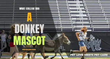 The Surprising Mascot of [College Name]: A Donkey!