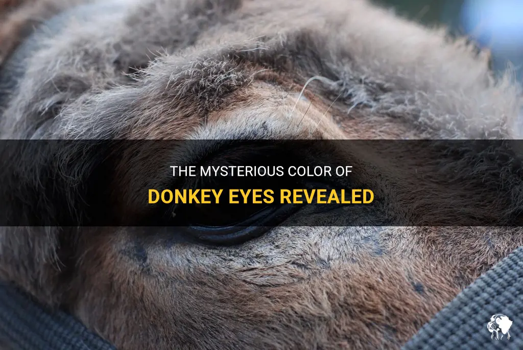 what color are donkey eyes