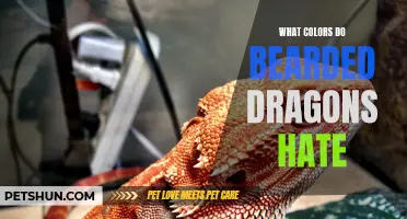 What Colors Displease Bearded Dragons? Unveiling the Hue Hates of These Lizard Royalties