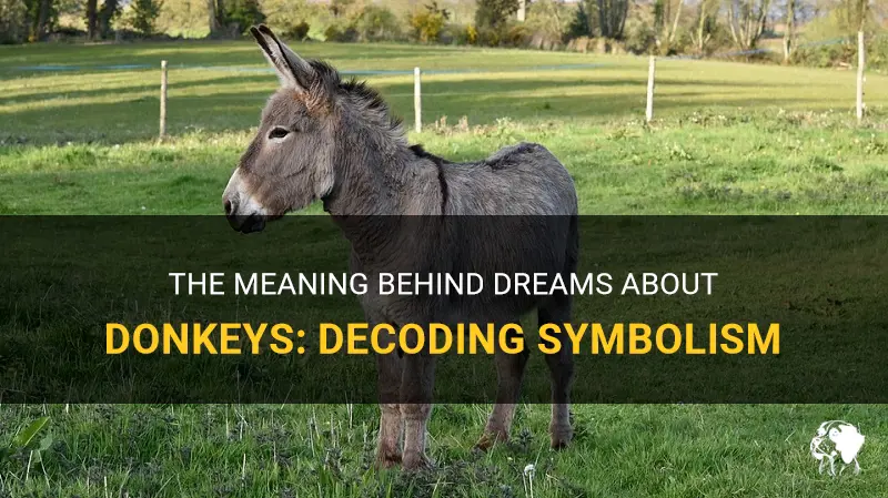 what dies donkey mean in dreams