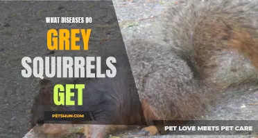 Common Diseases that Affect Grey Squirrels