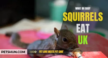 What Are the Dietary Habits of Baby Squirrels in the UK?