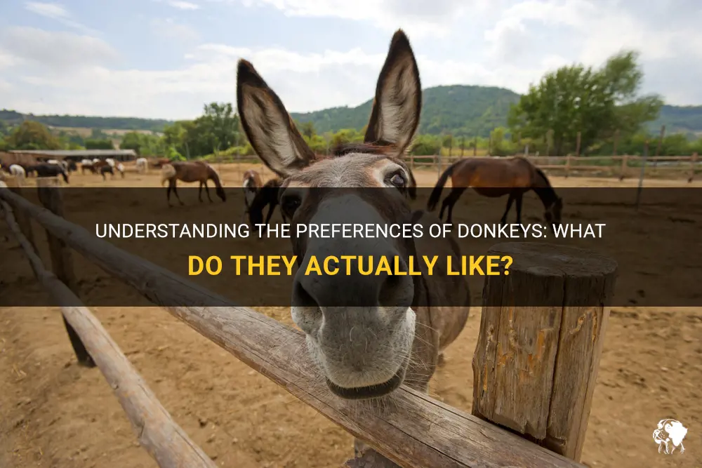 what do donkey like