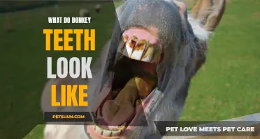 Understanding the Anatomy of Donkey Teeth: How Do They Look?