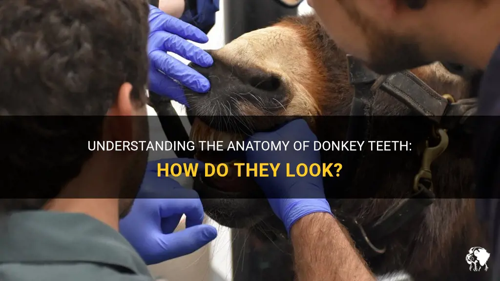 what do donkey teeth look like