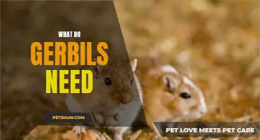 All You Need to Know About Gerbil Care and Their Essential Needs