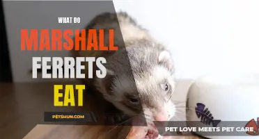 Exploring the Diet of Marshall Ferrets: What They Eat and How to Keep Them Healthy