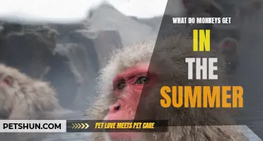 What Surprises Await Monkeys During the Summer Season?
