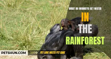 Ways Monkeys Stay Hydrated in the Rainforest: A Closer Look