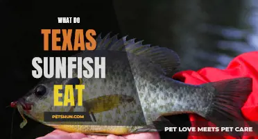 Exploring the Dietary Habits of Texas Sunfish: What They Eat and Why