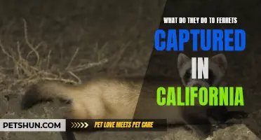 What Happens to Ferrets Captured in California?
