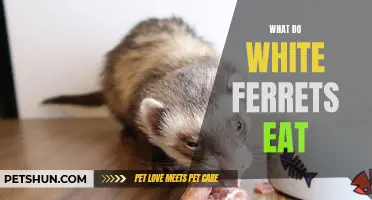 The Nutritional Needs of White Ferrets: What They Eat and Why