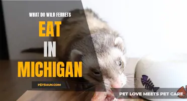 Exploring the Diet of Wild Ferrets in Michigan: From Prey to Plant Matter