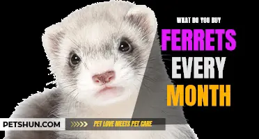 Essential Items to Buy for Your Ferrets Every Month