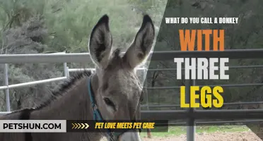 7 Possible Names for a Three-Legged Donkey