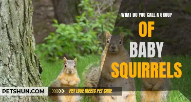 The Adorable Naming of a Gathering of Baby Squirrels: Exploring the Various Terms