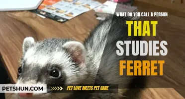 What Is a Person Who Studies Ferrets Called?