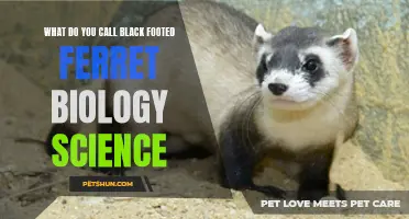 The Fascinating Biology of the Black-Footed Ferret: Exploring the Science Behind this Endangered Species