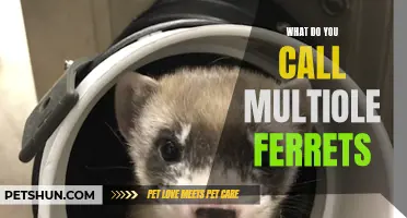 The Many Names for a Group of Ferrets