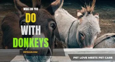 Creative Ways to Utilize Donkeys in Everyday Life